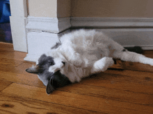 a grey and white cat laying on its back on a wooden floor