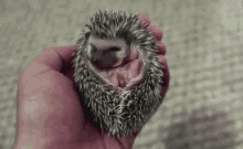 Hedgehog Yawn GIF - Hedgehog Yawn Sleepy GIFs