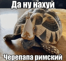a turtle with a crown on its head with russian writing