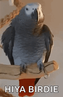 a gray parrot is perched on a branch with the words hiya birdie below it .