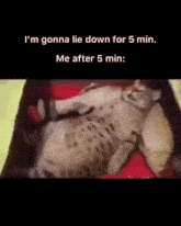 5 Min Going To Lie Down GIF - 5 Min Going To Lie Down Sleepy Cat GIFs