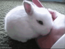Shy Rabbit GIF - Shy Rabbit Pet GIFs