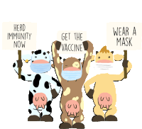 Herd Immunity Now Cow Sticker - Herd Immunity Now Cow Get The Vaccine Stickers