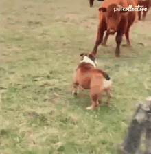 Taunt The Pet Collective GIF - Taunt The Pet Collective Approach GIFs