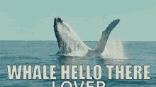 Whale Whale Hello There GIF - Whale Whale Hello There Well Hello There GIFs