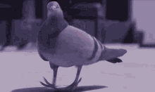 Funny Bird Dancing Pigeon GIF - Funny Bird Dancing Pigeon Dance GIFs