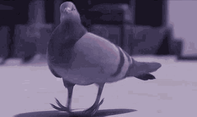 funny pigeon