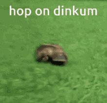 Platypus Dinkum GIF - Platypus Dinkum Hop On Dinkum GIFs