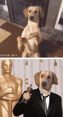 Insect Perro GIF - Insect Perro Actor GIFs