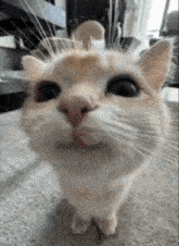 a close up of a white cat looking up at the camera .