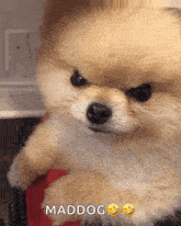 a small pomeranian dog is sitting on a person 's lap with the caption maddog above it