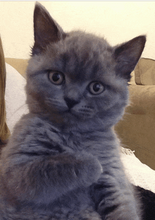 a gray kitten sitting on a couch with a woman holding it