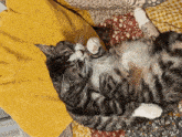 a cat laying on its back on a blanket with its eyes closed