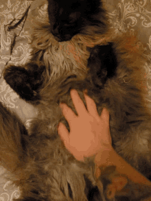 Fluffy Cat Belly GIF - Fluffy Cat Belly GIFs