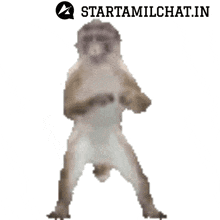 a cat is standing on its hind legs with a starttamilchat.in logo in the corner