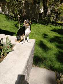 a small black and white dog sitting on a concrete ledge