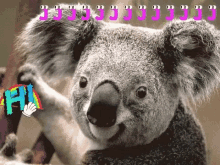 Hi Koala GIF - Hi Koala Cute Animals GIFs