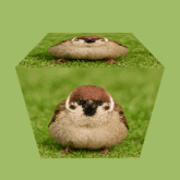 a small brown and white bird is sitting on a green lawn
