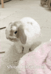 a white rabbit standing next to a pink blanket with shion tatsunami written on the bottom