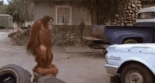 Bernie Orangutan GIF - Bernie Orangutan Bang GIFs