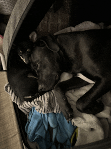 a dog and a cat are sleeping in a bag