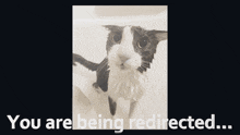 Shattered Soggy Cat GIF - Shattered Soggy Cat GIFs