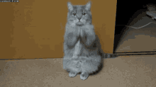 Cats What The Fuck Are You Doing GIF - Cats What The Fuck Are You Doing Beg GIFs