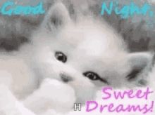 sweet dreams good night night night sleep tight cat