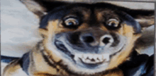 Dog Weird Dog GIF