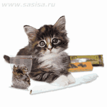 Kittysmoking GIF - Kittysmoking GIFs