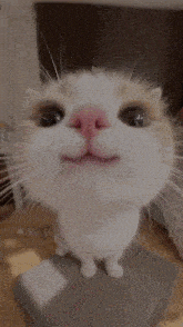 a close up of a cat 's face with a red nose