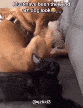 a dog and a cat are laying on a couch with a caption that says must have been the wind arh dog look