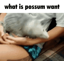 What Is GIF - What Is Opossum GIFs