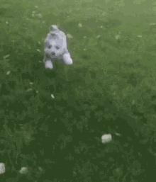 Dog Puppy GIF - Dog Puppy Happy GIFs