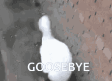 Goose Silly GIF - Goose Silly Funny Waddle GIFs