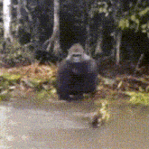 a gorilla is sitting in the middle of a body of water