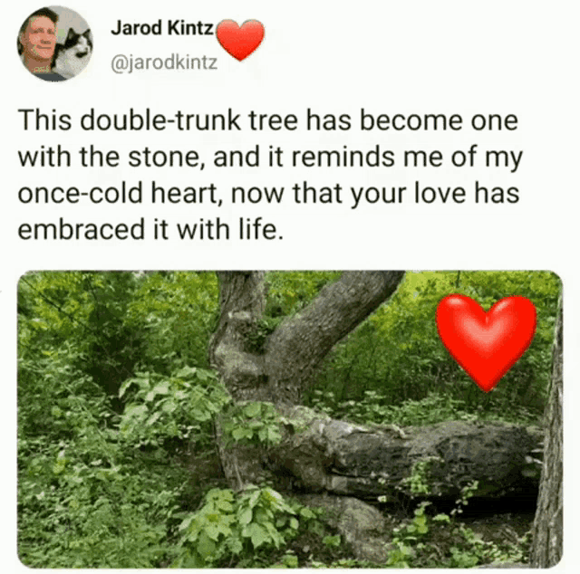 Love Relationships GIF - Love Relationships Nature GIFs