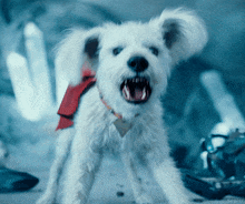 a white dog with a red bow around its neck is looking at the camera with its mouth open