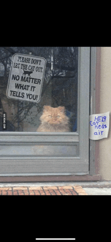 a cat looking out a window with a sign that says please do n't let the cat out