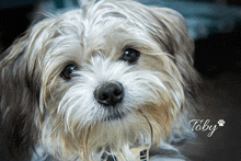 a dog with the name toby written on it