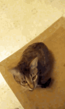 Cat Cat Kissing GIF - Cat Cat Kissing Kiss GIFs