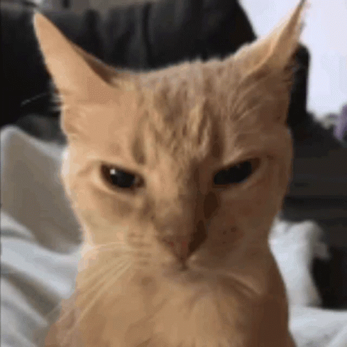 Cat Angry GIF Cat Angry Meme Discover Share GIFs, 48% OFF