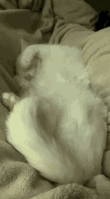 White Cat Thumper GIF - White Cat Thumper Cat GIFs