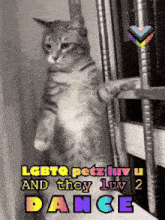 a cat standing on its hind legs with the words " lgbtq petz luv u and they luv 2 dance " above it