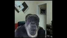 a chimpanzee is sitting on a couch and looking at the camera