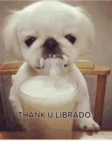 Librado Thank You GIF - Librado Thank You GIFs