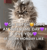 Work Cat GIF