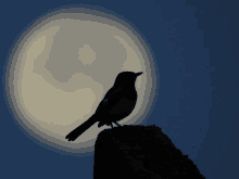 Moon Bird GIF