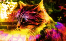 Cat Kitty GIF - Cat Kitty Trip GIFs