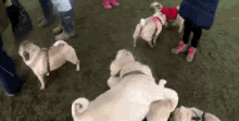 Dog Pile Animals GIF